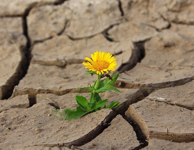 A tenacious dandelion growing out of deeply parched earth