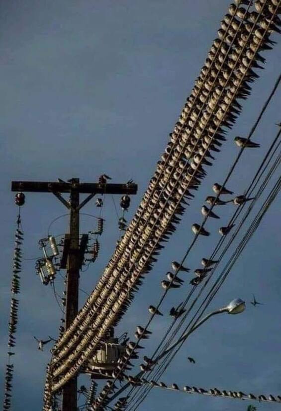 Photo of thousands of birds sitting close together on power lines closest to high power units