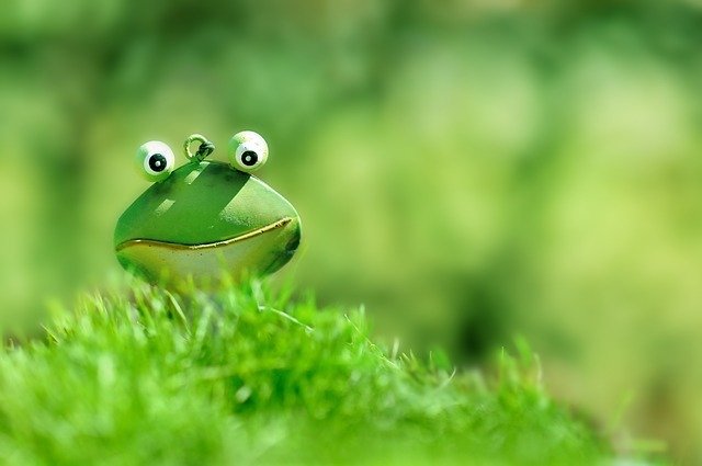 A confused yet optimistic frog