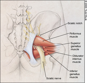 anatomy of hip showing horizontal muscles and sciatic nerve