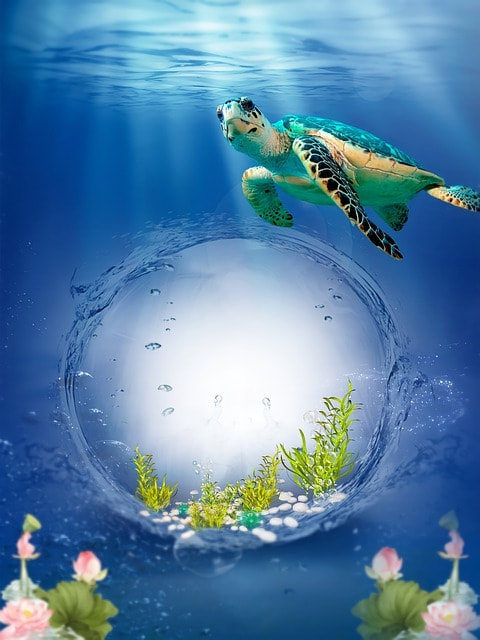 Turtle underwater looking a little uncomfortable, like you might when you have bladder problems.