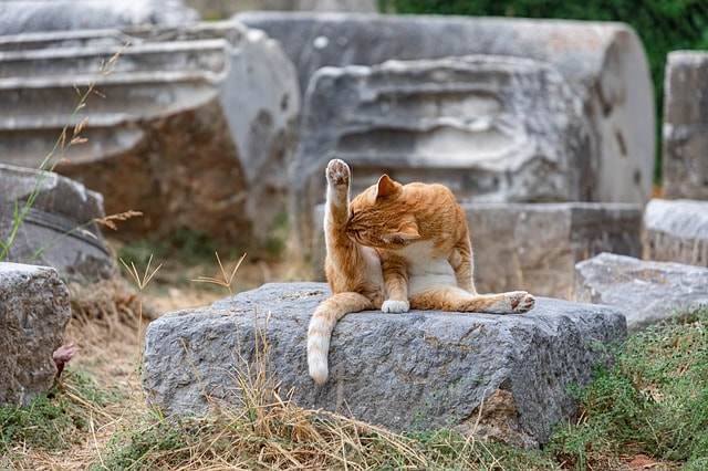 Cat cleaning himself on a clean rock on unpolluted earth