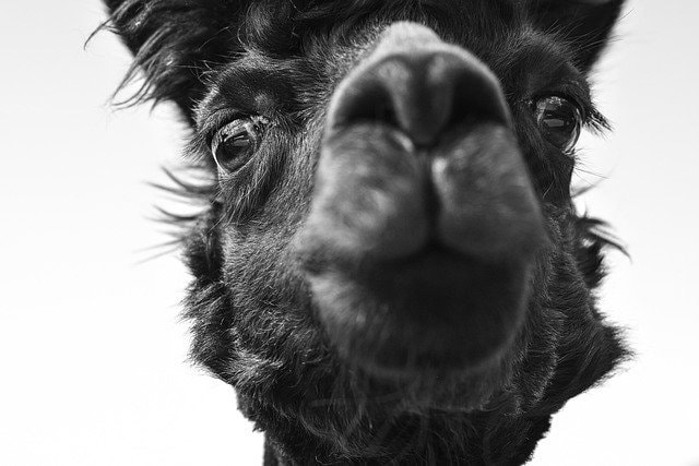Alpaca face closeup looking cute and devoted
